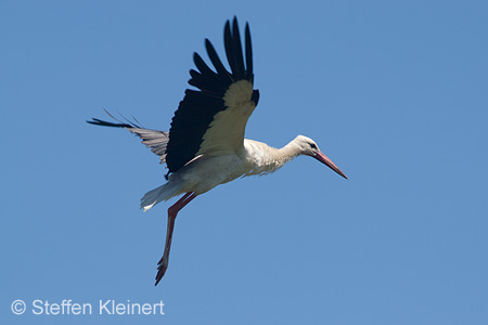 Weißstorch, Ciconia ciconia 017